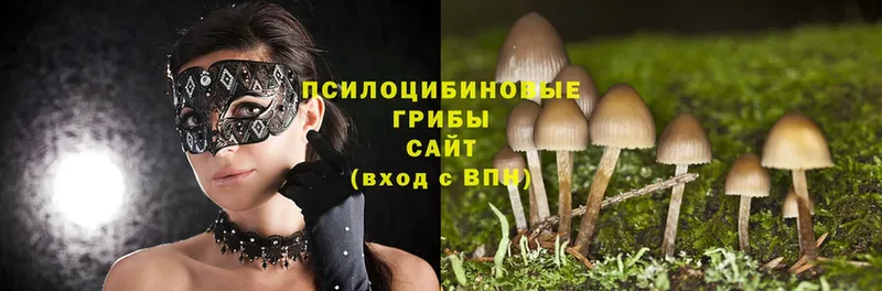 Псилоцибиновые грибы Cubensis  хочу   Советская Гавань 